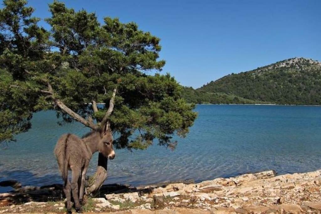 Apartment Lordanic Zaglav, Dugi Otok Exteriör bild