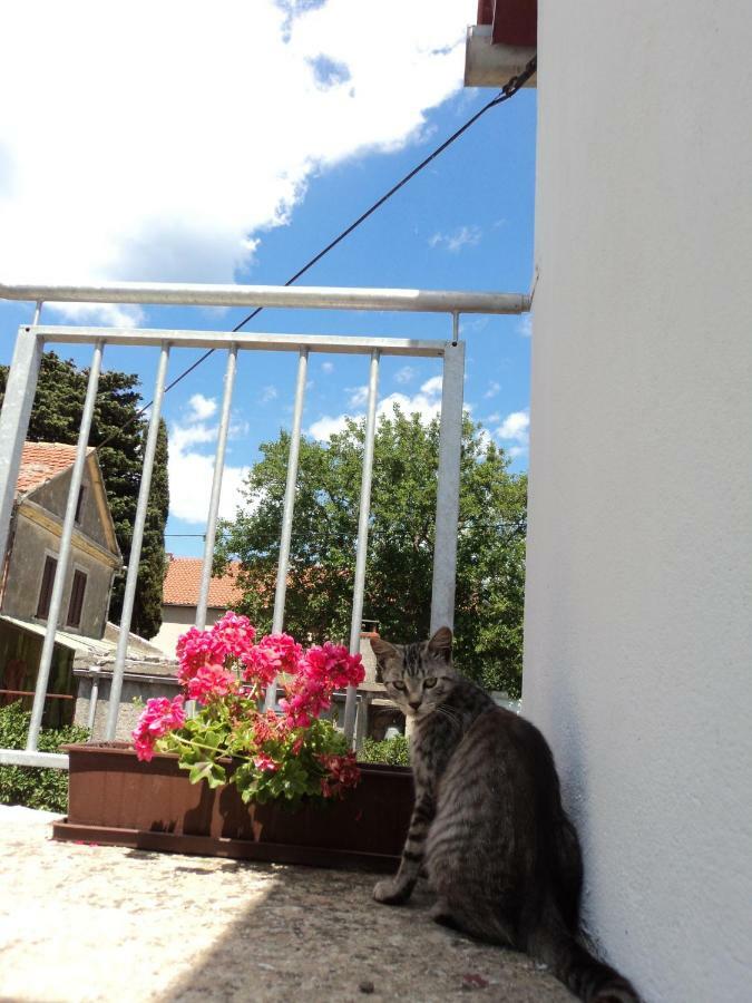 Apartment Lordanic Zaglav, Dugi Otok Exteriör bild